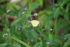 Eurema mandarina