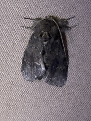 Cecrita biundata