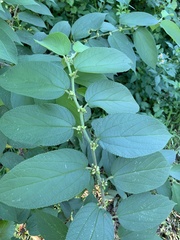 Trema micrantha floridana