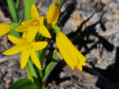 Cyrtanthus breviflorus