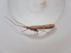 Trichoptera