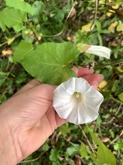 Calystegia sepium