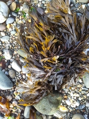 Fucus serratus