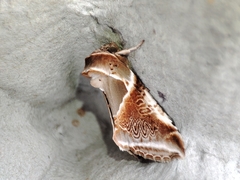 Habrosyne pyritoides