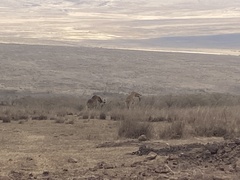 Giraffa camelopardalis tippelskirchi