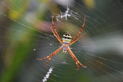 Argiope minuta