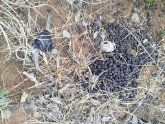Sylvicapra grimmia