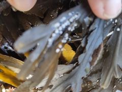 Fucus serratus