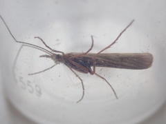 Trichoptera