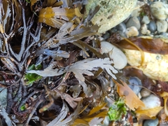Fucus serratus