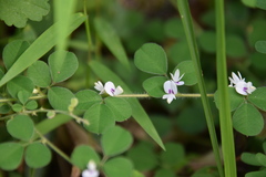 Lespedeza pilosa