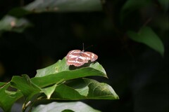 Neptis sappho intermedia