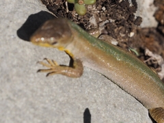 Podarcis melisellensis