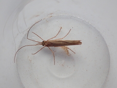 Trichoptera