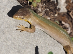 Podarcis melisellensis