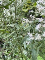 Eupatorium torreyanum
