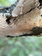 Peniophora incarnata