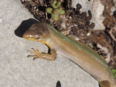 Podarcis melisellensis