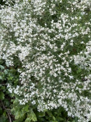 Eupatorium torreyanum