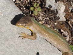 Podarcis melisellensis