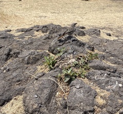 Histurgops ruficauda