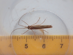 Trichoptera