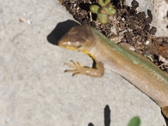 Podarcis melisellensis