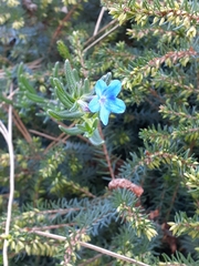 Glandora prostrata