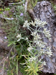 Eupatorium torreyanum