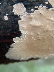 Peniophora incarnata