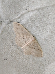 Idaea eugeniata