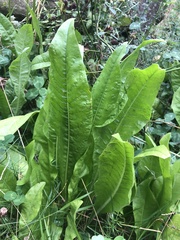 Rumex hydrolapathum