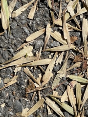 Fraxinus americana