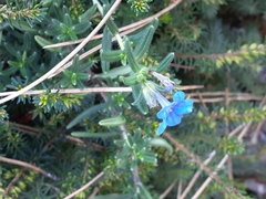 Glandora prostrata