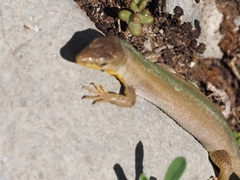 Podarcis melisellensis