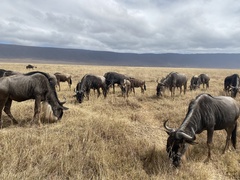 Connochaetes taurinus mearnsi