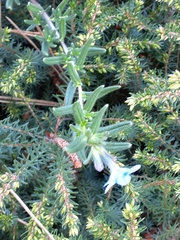 Glandora prostrata