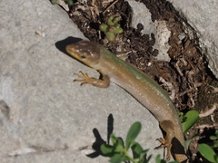 Podarcis melisellensis