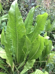 Rumex hydrolapathum