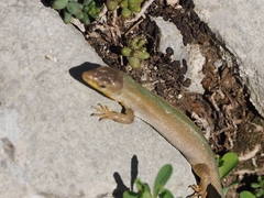 Podarcis melisellensis