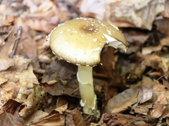 Amanita pantherina