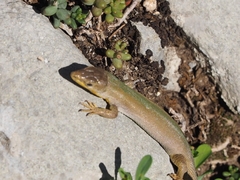 Podarcis melisellensis