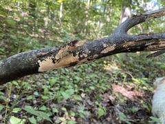 Peniophora incarnata