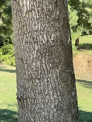 Fraxinus americana