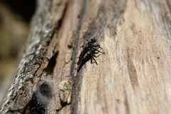 Pritchardia hirtipes