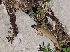Podarcis melisellensis