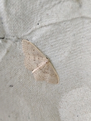 Idaea eugeniata
