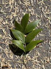 Fraxinus americana