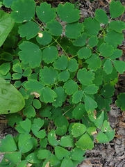 Thalictrum venulosum