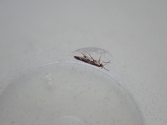 Mompha subbistrigella